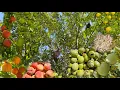 Download Lagu Nomadisch leven | Wilde walnoten, biologische perziken en berggranaatappels oogsten 🍑🌰🫐