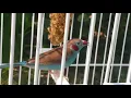 Download Lagu Burung pipi merah jantan bernyanyi di luar