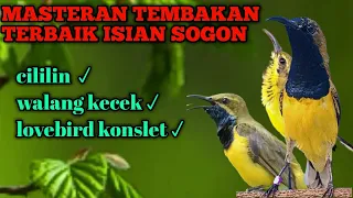 masteran terbaik untuk tembakan sogon juara