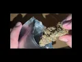 High Greens Sunset Gas T28 very intriguing aroma and taste Evening Meds