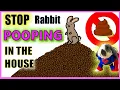 Download Lagu How do I stop my rabbit pooping everywhere? | Rabbit Litter Training