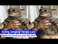 Download Lagu GEMES Manja banget! Demi kucing Nenek rela gendong si Gemoy sambil mencangkul/kompilasi kucing Lucu