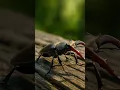 Download Lagu Face to Face with Nature’s Tiny Warrior