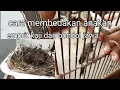Lagu cara mengenali anakan emprit kaji dan emprit bondol Jawa yang masih kecil