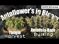 How I Grow E18 - Problems in Bloom