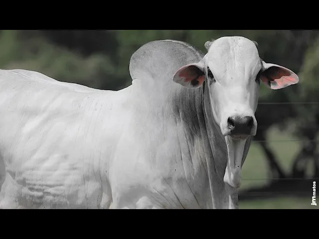 Touro Nelore AFOM - 4875