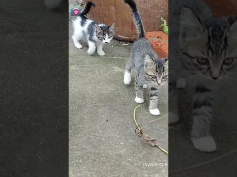 Cute kittens in my yard #cat #kitten