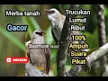 Download Lagu SUARA PIKAT AMPUH TRUCUKAN LUMUT/MERBA TANAH RIBUT