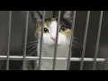 Jacksonville animal shelters offering free adoptions during Black Friday weekend