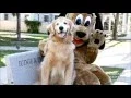 The End of the Line - How San Antonio Texas Became America s Largest No-Kill City