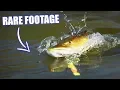 BEST PIKE ATTACKS - Surface Takes