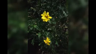 الدنيا ريشة في هواء 