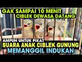 Download Lagu Suara anak burung ciblek gunung memanggil indukan AMPUH untuk PIKAT CIGUN dewasa
