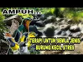 Download Lagu Terapi semua jenis burung kecil stres macet bunyi dengan suara air