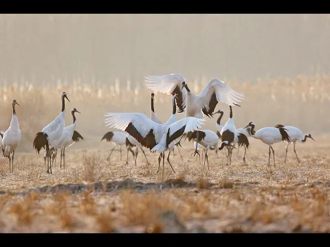 China's Iconic Wildlife - Trailer 2021
