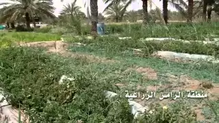 منطقة الرامس الزراعية بالعوامية دندنها
