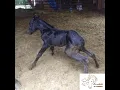 Obsidian is expecting!