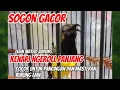 Download Lagu Bikin Merinding! Burung Sogon Gacor Isian Kenari Ngroll untuk Pancingan #kicaumania #sogongacor 