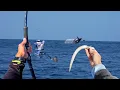 Download Lagu Hot Tuna Action Trolling and Jigging and Fresh Sushi For Dinner!! Montauk NY