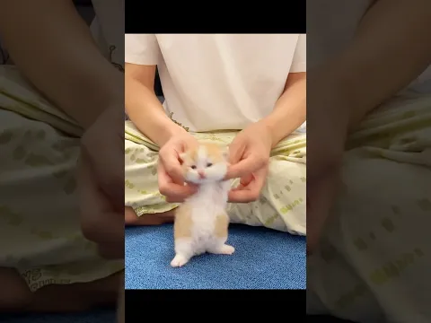 Kittens so fluffy you'll melt! πΎπ #cute #kitten #shorts