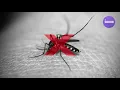 Mosquito repellent sound : extended frequency range - 10 hours | ultrasonic deterrent | ultrasound