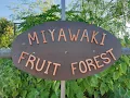 Lagu MIYAWAKI Inspired fruit forest after one year JULY 2021 2022. Orchard of Flavours botanical garden