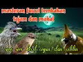 Download Lagu Fuuul tembakan tajam 🔥🔥 siri siri kecil cigun dan cililin
