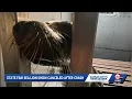 Missouri State Fair sea lion show canceled after crash