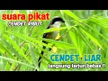 Download Lagu Suara CENDET RIBUT Ampuh Untuk Pikat Burung Cendet Liar