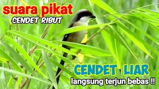 Download Suara CENDET RIBUT Ampuh Untuk Pikat Burung Cendet Liar MP3