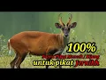 Download Lagu Suara Pikat Mencek / Kijang Terbaik 2023.
