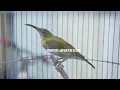 Download Lagu SUARA MASTERAN BURUNG PIJANTUNG GUNUNG!! Tembakan Panjang Kasaran - AUDIO JERNIH BANGET
