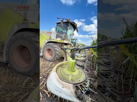 CLAAS Jaguar 870 forage harvester on maize silage #silage