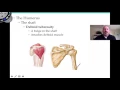 Appendicular Skeleton