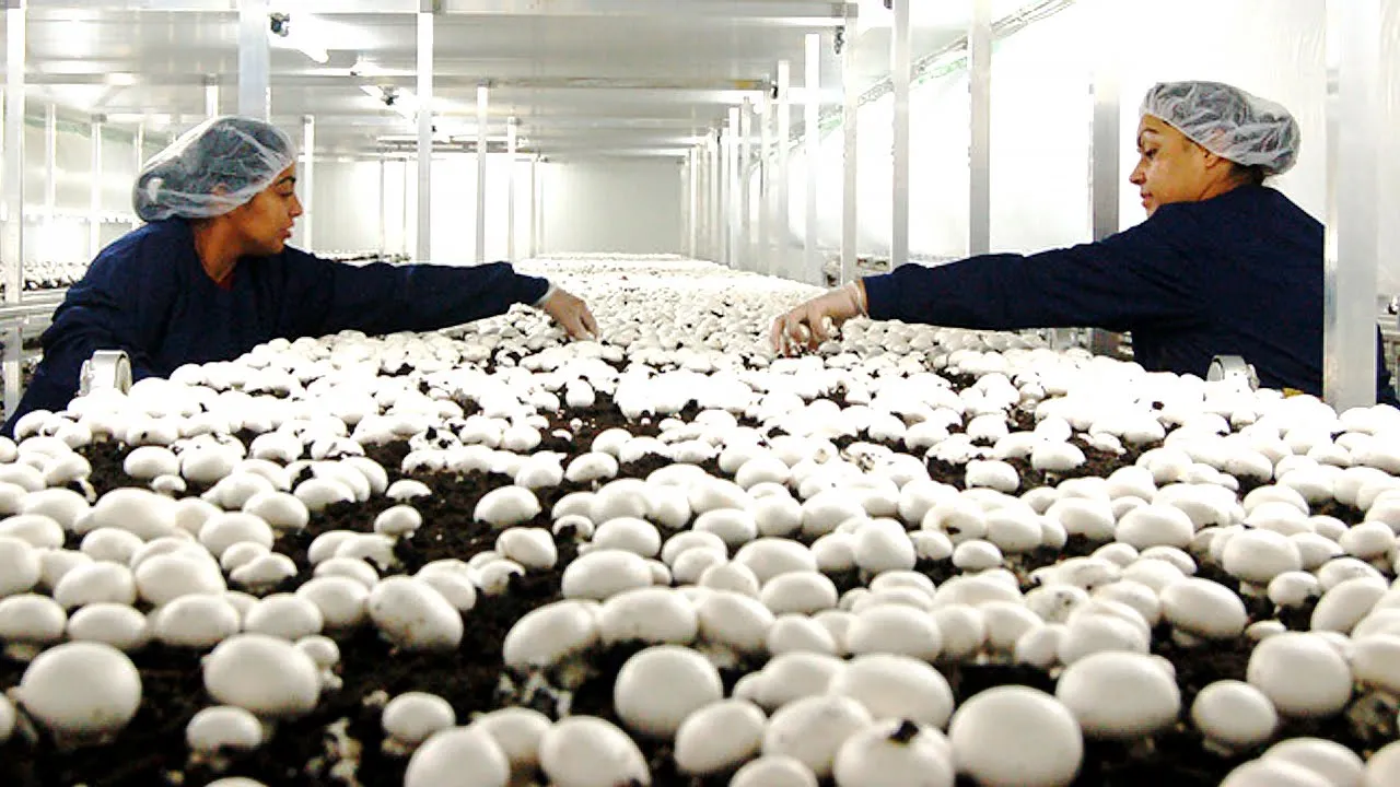 Outline Video Inside Northway Mushroom Farm | Mushroom Growing picking Packaging and Distribution Production Line