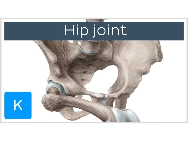 Hip joint - Bones, ligaments, blood supply and innervation - Anatomy | Kenhub