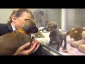 The Story of Cheetah Cub Ruuxa Puppy Pal Raina
