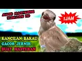 Download Lagu SUARA BURUNG KANCILAN BAKAU GACOR - MASTERAN BURUNG KECIL TERBAIK