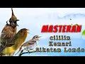 Download Lagu Kombinasi Cililin Kenari Sikatan Londo Cocok Untuk Masteran dan Isian Burung Kicau