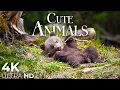 Download Lagu Cute Baby Animals 🐻 4K - Relaxation Film with Peaceful Relaxing Music and Animals Video Ultra HD