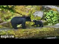 LIVE Anan Bear Cam Lower Falls Caves - Alaska explore org