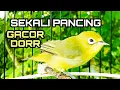 Download Lagu KECIAL KUNING GACOR NGEJOS PANCINGAN KECIAL KUNING MALAS BUNYI || KECIAL DAMPUK
