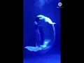 Download Lagu ATRAKSI BERSAMA PAUS BELUGA YG IMUT \u0026 LUCU...