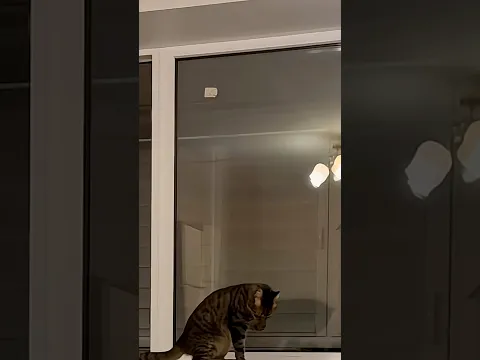 Tanks 🐈‍⬛😏 #shors