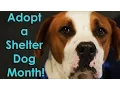 I Like Big Mutts Adopt a Shelter Dog Month