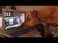 Giggi Sicily - ITA join the howl chain