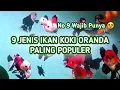 Download Lagu 9 Jenis Ikan Koki Oranda Paling Populer, Mana yang Paling Cantik?
