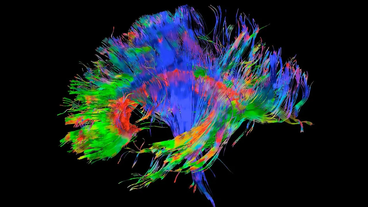 Lecture 3: The Structure of the Neocortex