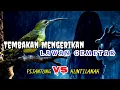 Download Lagu Mix Tembakan Pijantung Sambung Kuntilanak // Masteran Burung Jawara