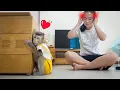 Download Lagu How This Little Monkey Pupu Took Care of His Mom Will Surprise You